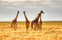 Разгадана загадка длинных шей у жирафов 