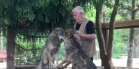 В Ленинградском зоопарке волкам Мраку и Сумраку исполнилось два года 