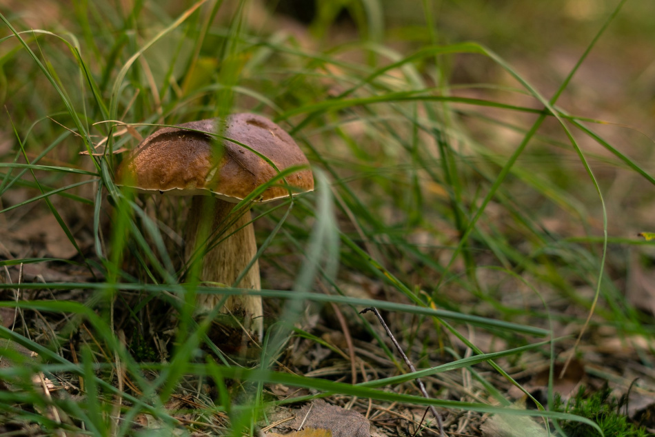 В Ленобласти открылся грибной сезон 