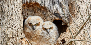В Южно-Приморском парке Победы четыре совенка покинули гнездо