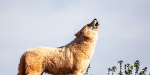 Петербургские ученые провели аутопсию древнего волка возрастом более 44 тысяч лет