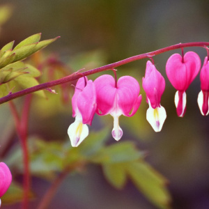 Показ коллекции растений Декоративного огорода