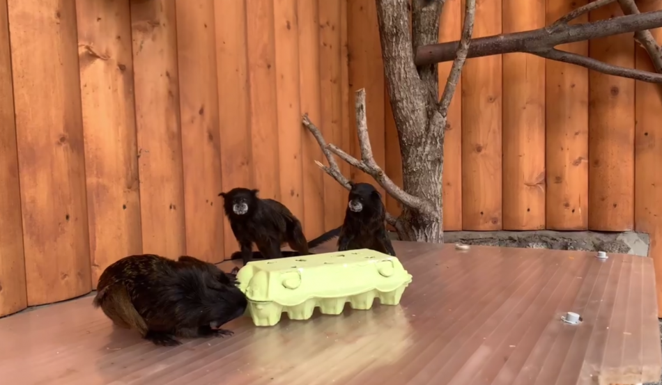 Буроголовый тамарин отметил день рождения в Ленинградском зоопарке 