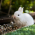 Ресторан "Гуси-лебеди" закрыл детскую комнату из-за жалоб на живых кроликов