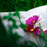 Фото Фестиваль Книжный маяк Выборга 2024