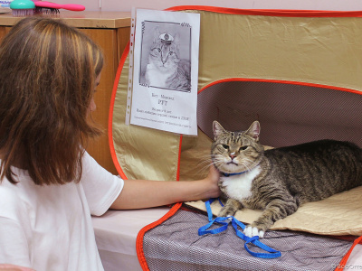 Фото Cемейный мастер-класс Деревянный значок и кототерапия