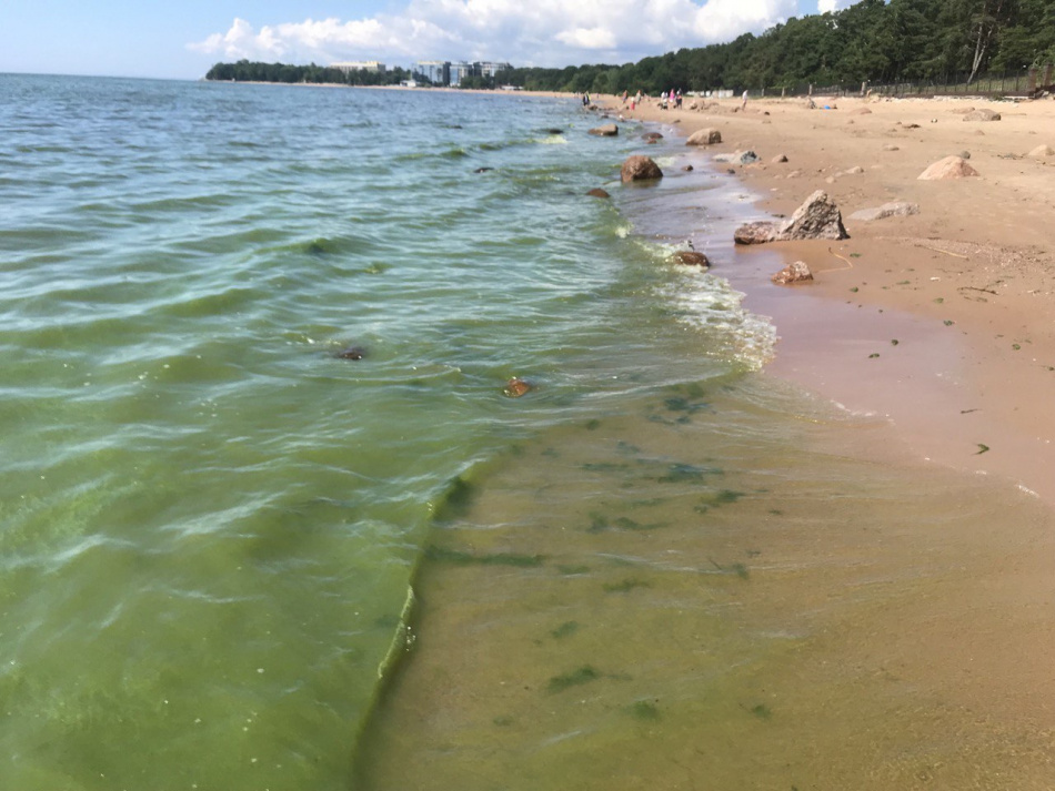 Жара спровоцировала цветение водорослей в Финском заливе