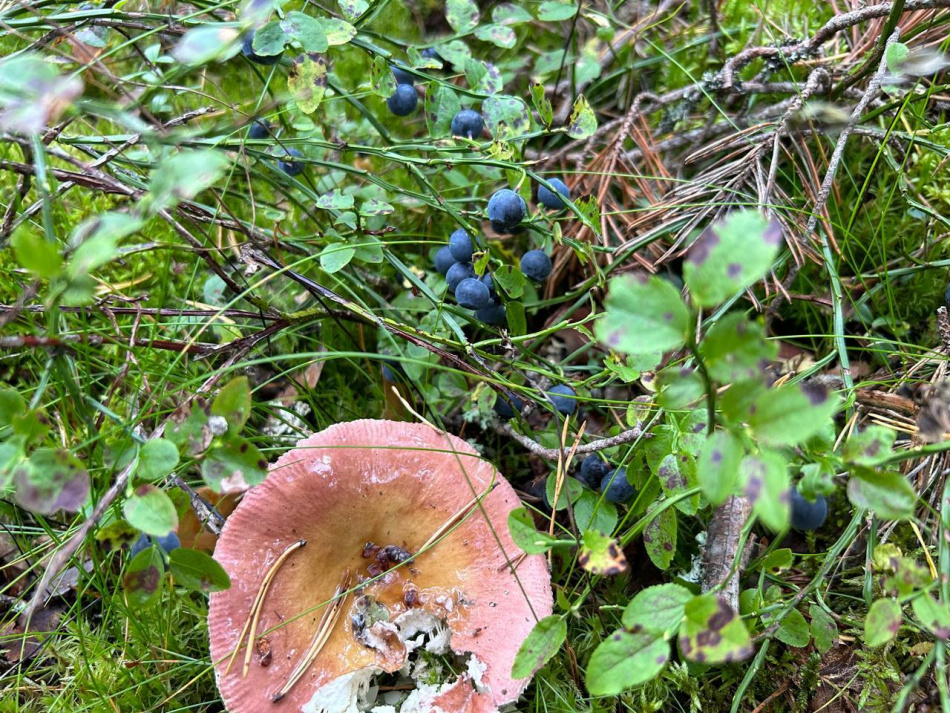 Пенсионер из Ленобласти найден живым после двухнедельных поисков в лесу