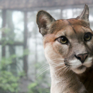 Литературная мафия "Дети леса"