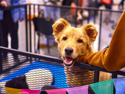 Фото 50-й Фестиваль Путь домой в Брусницыне Фото 50-й Фестиваль Путь домой в Брусницыне