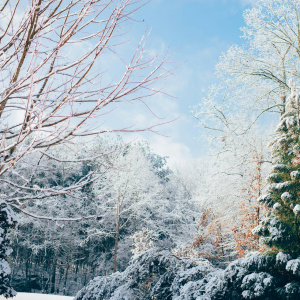 Интерактивное занятие "Рождество в лесу"