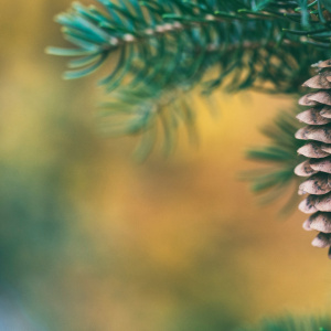 Интерактивная программа "День ёлки"