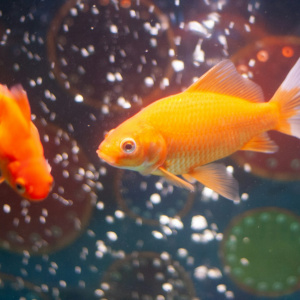 Интерактивная программа "Рыбка, что желания исполняет"