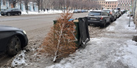 Груду выброшенных елок нашли в поле у Бугров