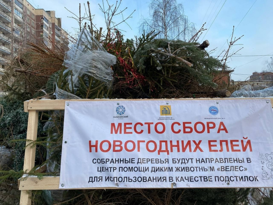 Куда в Петербурге сдать ёлку после новогодних праздников с пользой для животных и экологии