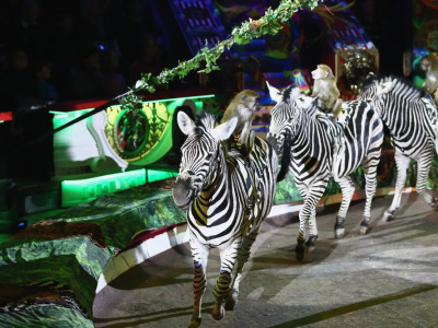 Фото Шоу Бурлеск Фото Шоу Бурлеск