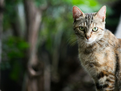 Фото Литературная мафия Коты-воители