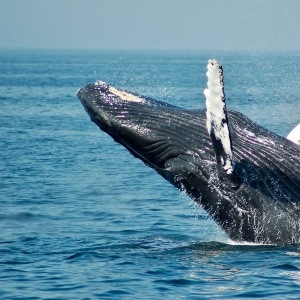 Интерактивное занятие "На пути к синим великанам"