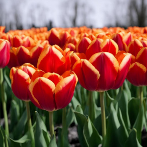 Концерт "#В_цветах: Классика диско"