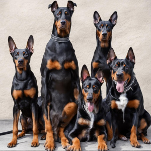 Выставка "Город собак. Весна 2025"