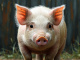 Piggy Place