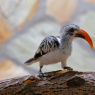 Фото Программа Zoo художка: Весеннее пробуждение