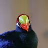 Фото Программа Zoo художка: Весеннее пробуждение