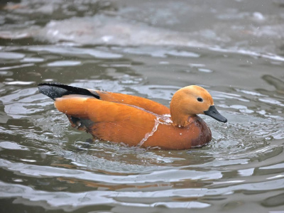 Фото Весенние каникулы в Ленинградском зоопарке Фото Весенние каникулы в Ленинградском зоопарке