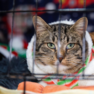 Фестиваль "Любовь и котики"