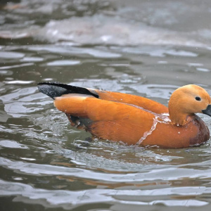 Весенние каникулы в Ленинградском зоопарке