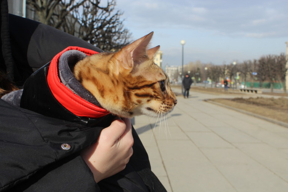 Петербург прощается с котом Хатико из Дагестана