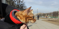 Петербург прощается с котом Хатико из Дагестана