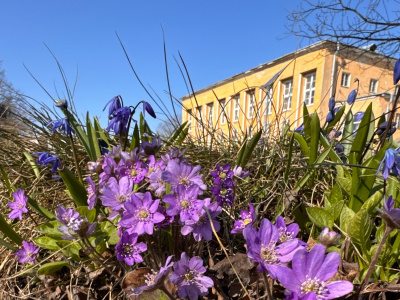 Фото Фестиваль День подснежника 2025