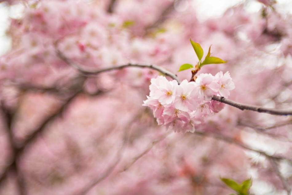 Фестиваль ледоколов, бесплатный вход в Эрмитаж и концерт Марка Тишмана: куда пойти на майских в Петербурге