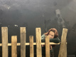 Фото Лада, или Радость