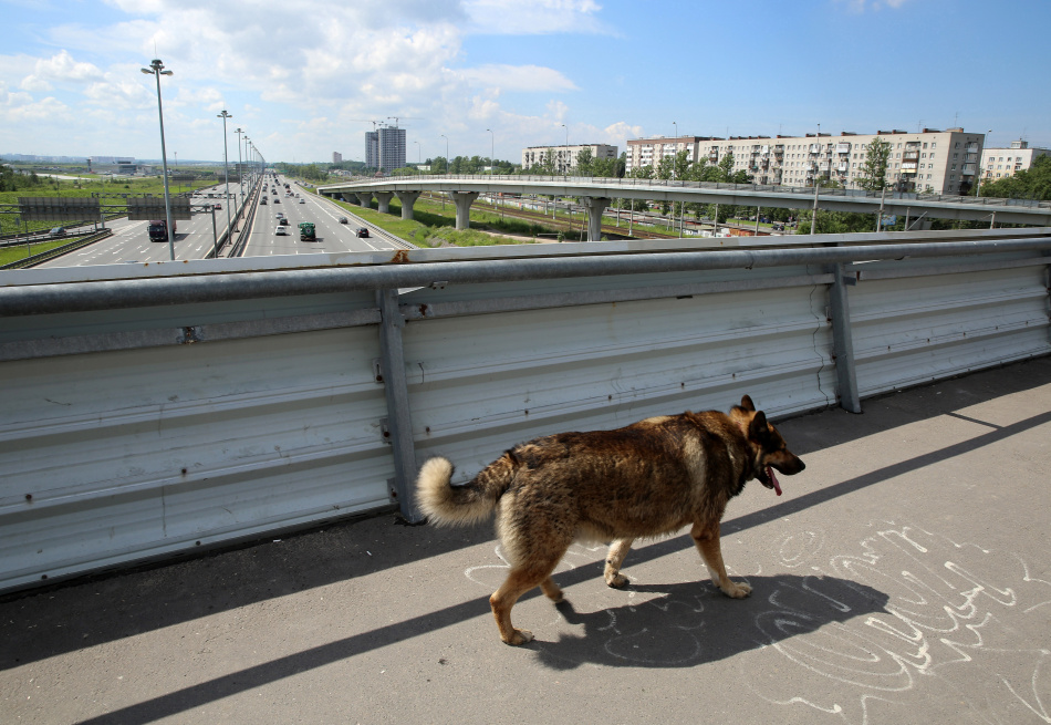 В Госдуме предложили создать службу по учету нападений бродячих животных