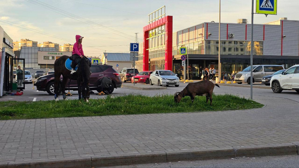 В День города козел и лошадь решили заглянуть в супермаркет