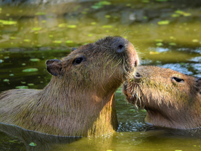Фото День капибары в Ленинградском зоопарке