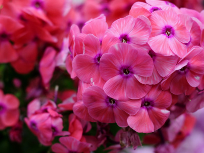 Фото Ботанический фестиваль Иммигранты Нового Света 2025