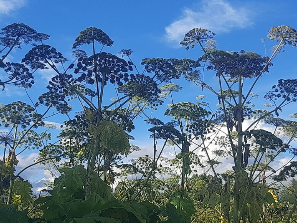 В Ленинградской области суд может лишить участка из-за борщевика