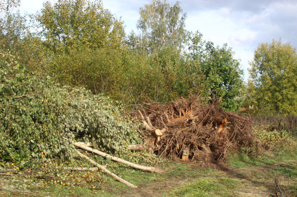 В Ленинградской области лесничего задержали по подозрению в получении взятки за сокрытие незаконных рубок леса