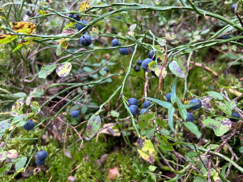 В августе в лесах Ленобласти и Петербурга грибники переключились на сбор ягод