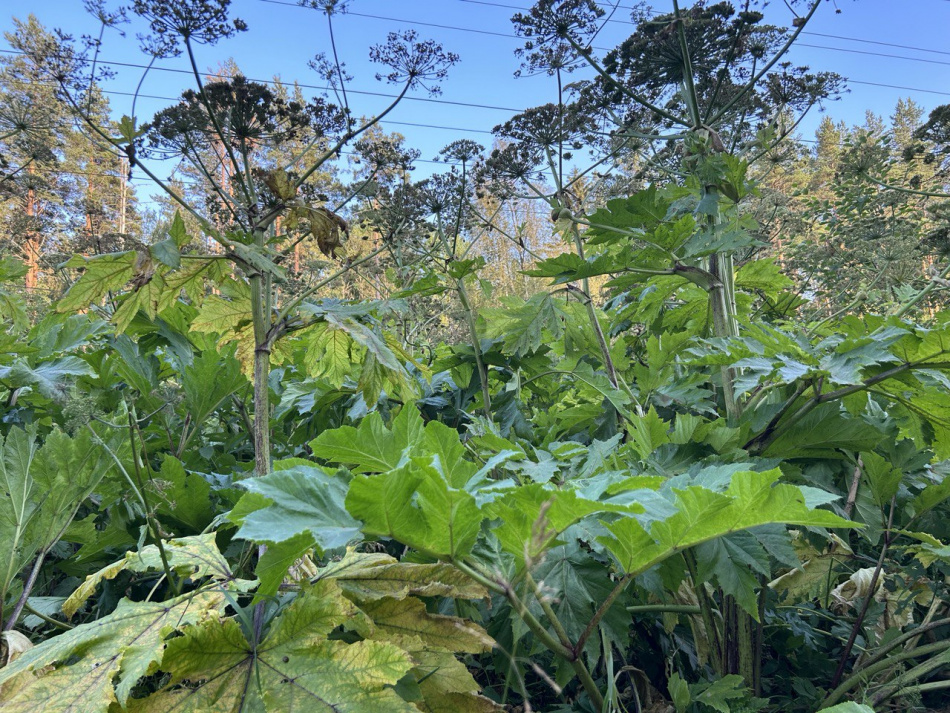 В Ленобласти появятся новые реабилитационные площадки и усилится борьба с борщевиком