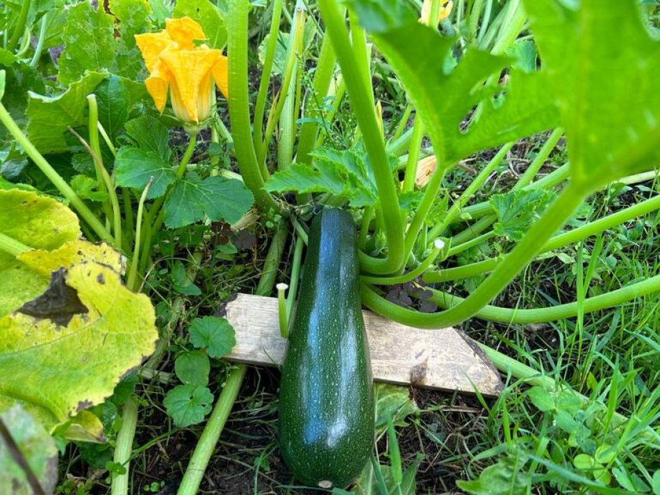 Как правильно подготовить теплицу к зиме и избежать проблем весной