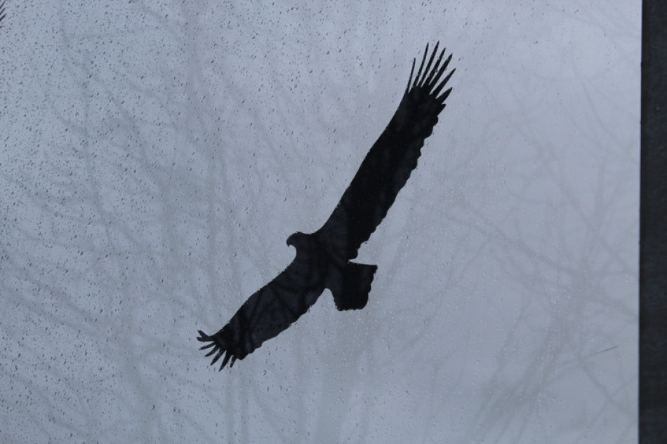 В Петербурге сотрудники МЧС провели операцию по спасению птенца чайки с частично ампутированным крылом на Васильевском острове