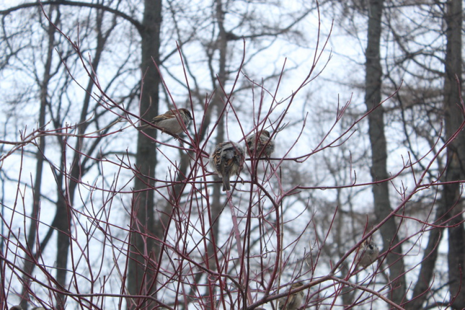 В России стартовала масштабная перепись воробьев для оценки численности птиц
