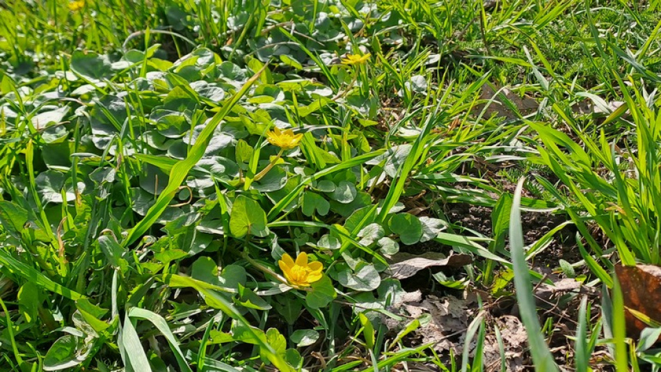 В Кронштадте внедрили беспилотную газонокосилку для ухода за парками и скверами