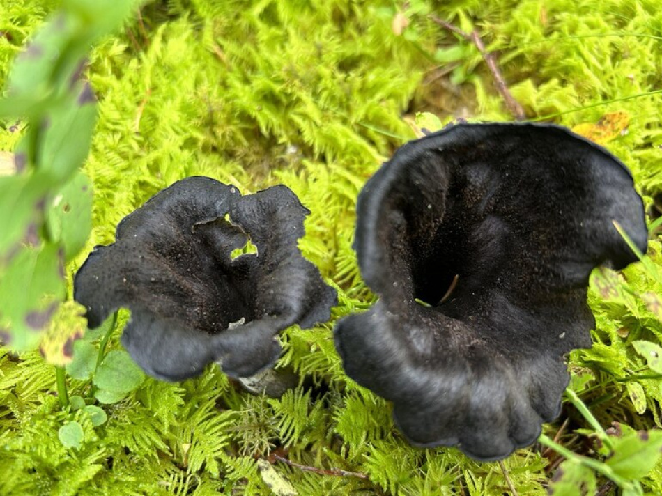 Грибной сезон в Петербурге и Ленобласти: как избежать опасных отравлений