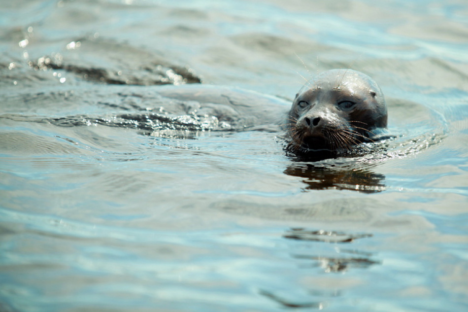 На пляже в Сестрорецке появилась скульптура нерпы на большом камне
