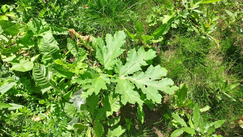 В лесу разрешено собирать только упавшие деревья и ветки для дачи